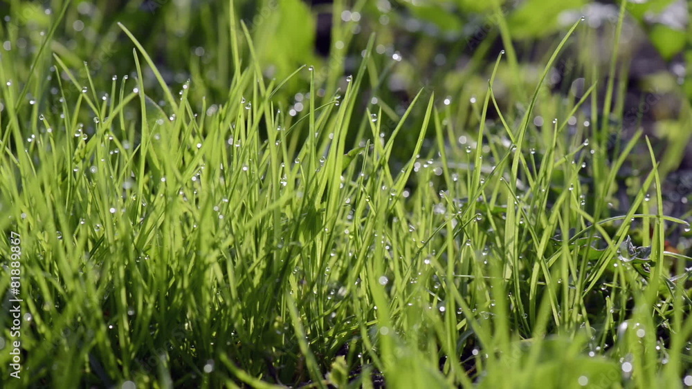 Close-up of dew drops on green grass with camera motion Close-up of dew drops on green grass with camera motion