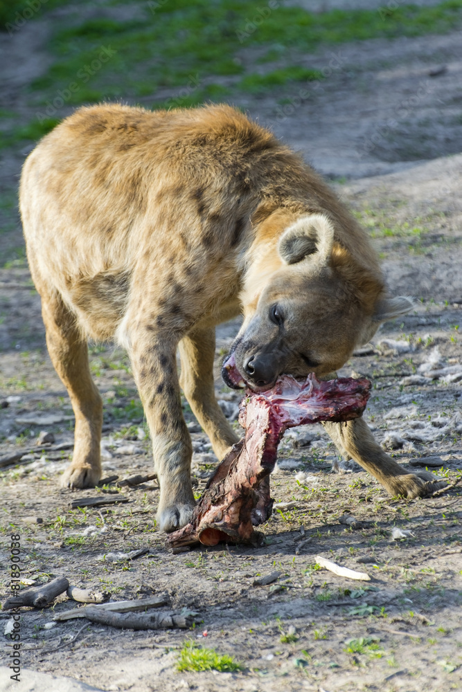 Fototapeta premium Spotted hyena (Crocuta crocuta)