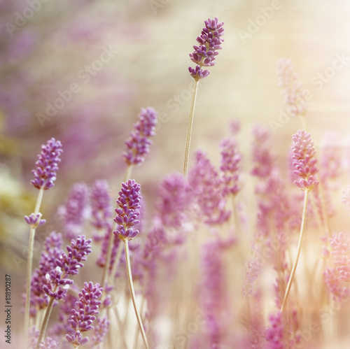 Fototapeta Naklejka Na Ścianę i Meble -  Beautiful lavender flower