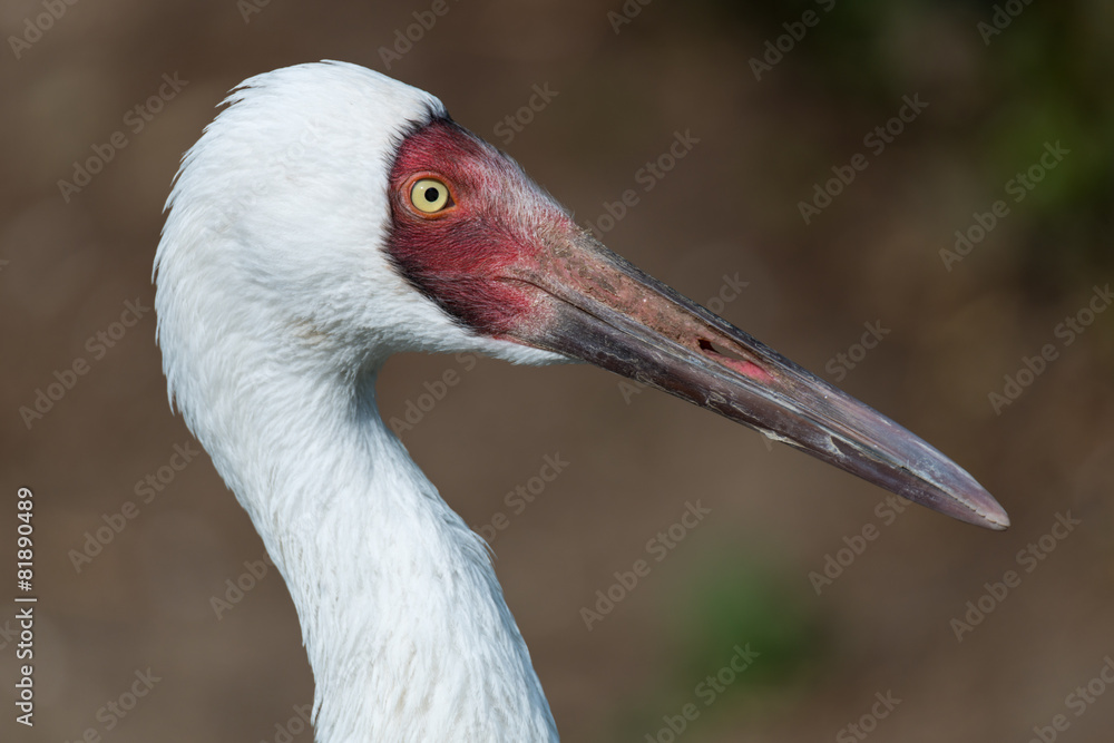 Siberian crane