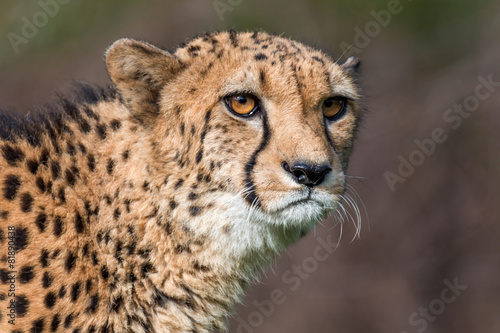 cheetah - Acinonyx jubatus