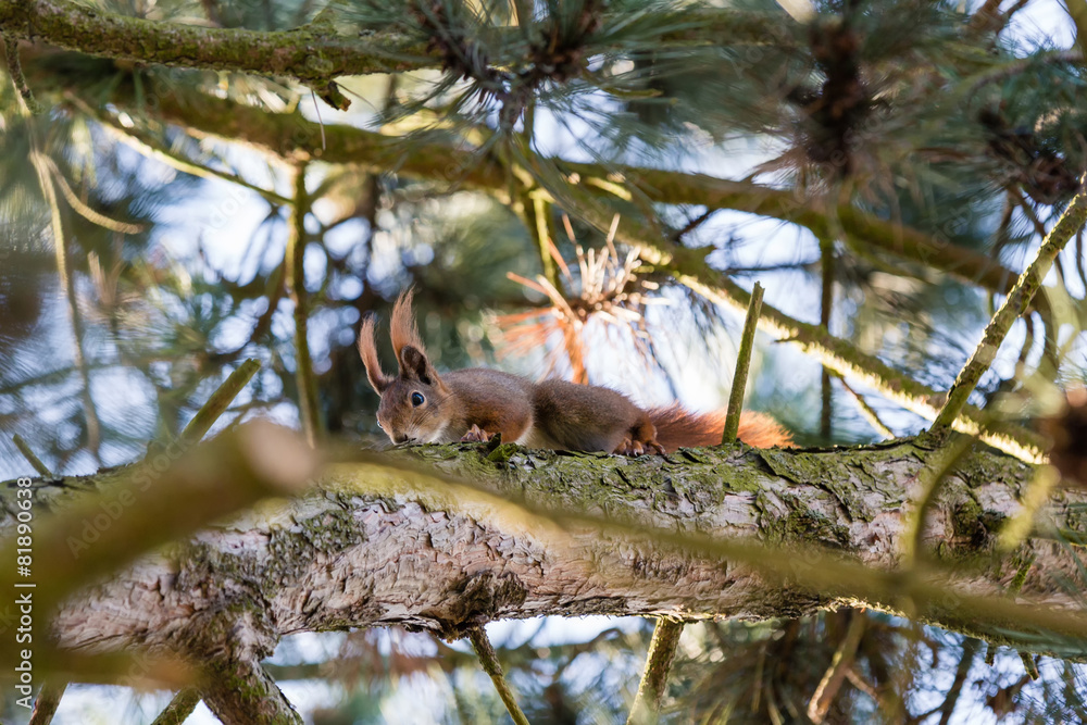 eichhörnchen auf einem fichtenast eichhörnchen auf einem fichtenast