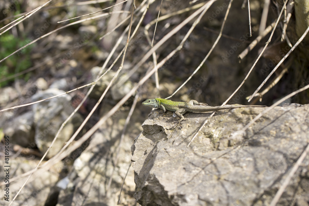 The Balkan green lizard walking on rock, Lacerta trilineata The Balkan green lizard walking on rock, Lacerta trilineata