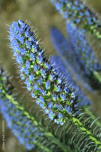 beautiful flowers echium fastuosum in garden