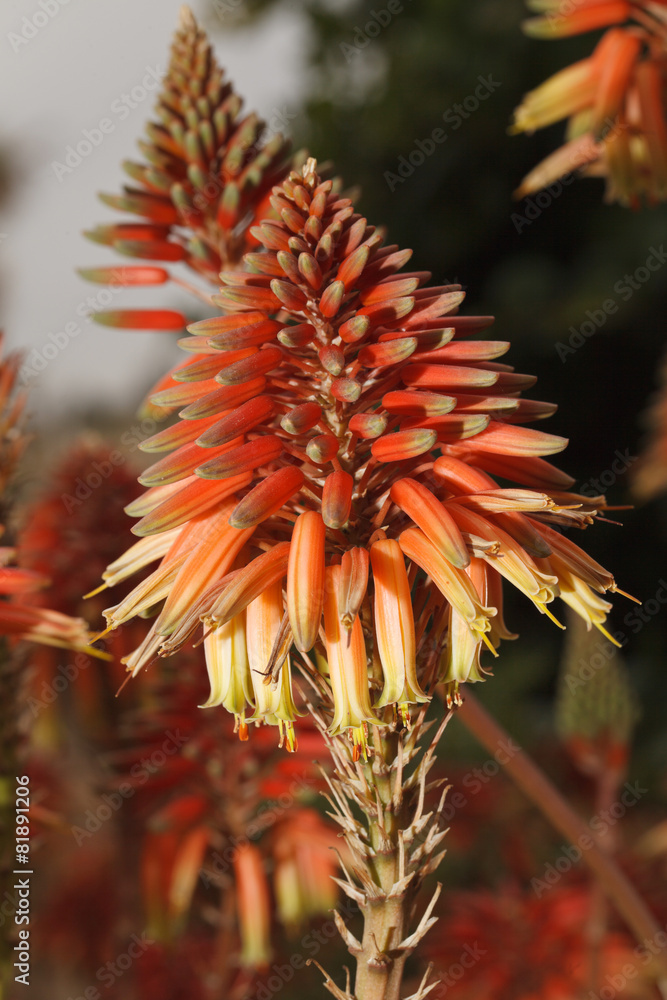 flowers Kniphofia closeup in the garden. vertical