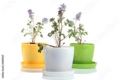 Wallpaper Mural flowers in pots isolated Torontodigital.ca