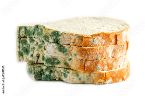 moldy bread photo