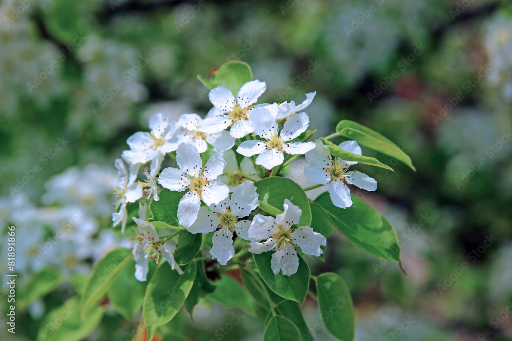 Flowering pear tree branch Flowering pear tree branch