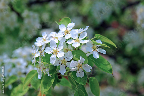 Flowering pear tree branch