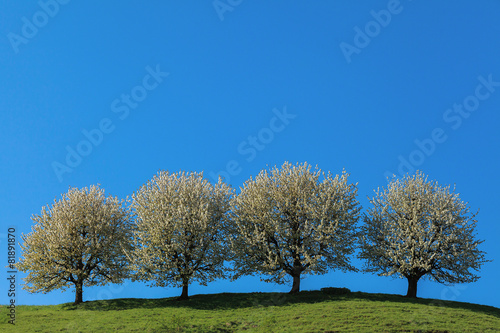 Blossoming cherry trees. Fricktaler 