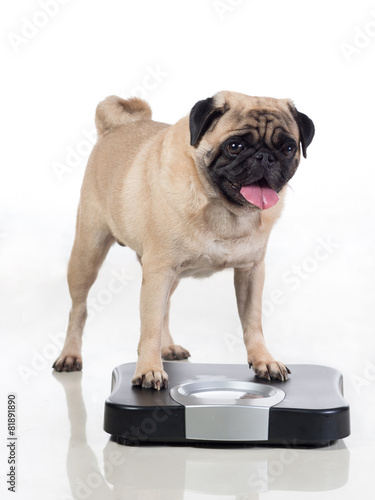 Pug on scale