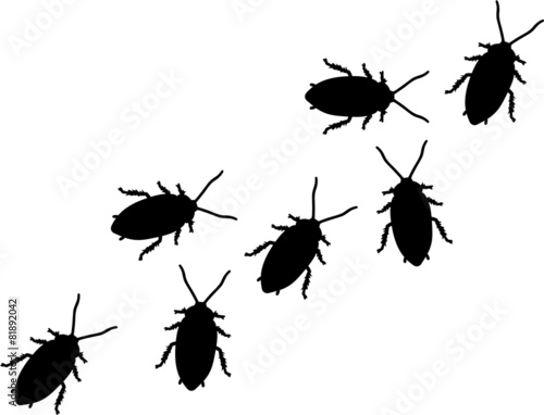 Group of Cockroaches