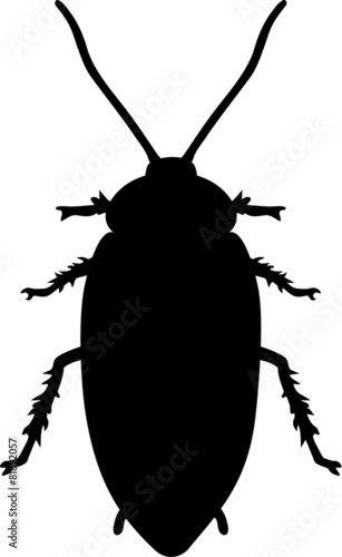 Cockroach