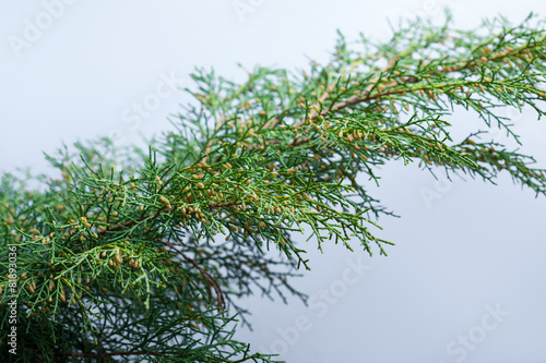 Fir Tree Branch