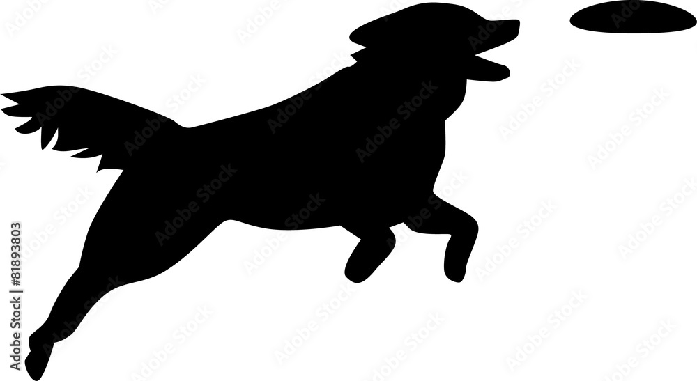 Dog catching frisbee cheap