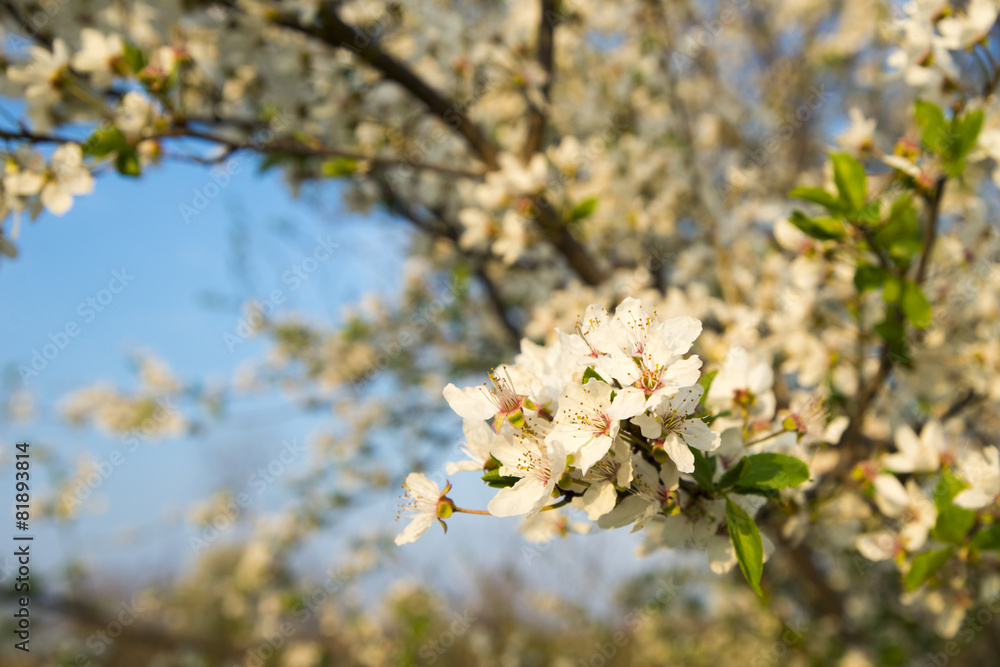 Obraz premium wax cherry flowers in bloom