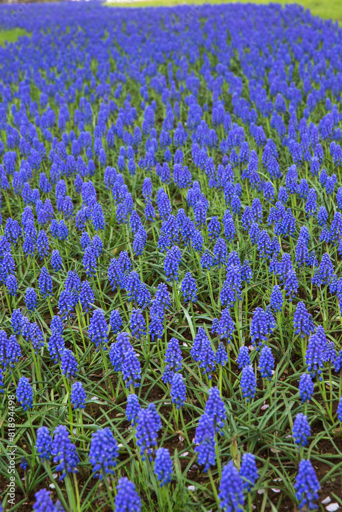 Naklejka premium ムスカリの花