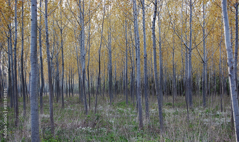 Fototapeta premium Forest