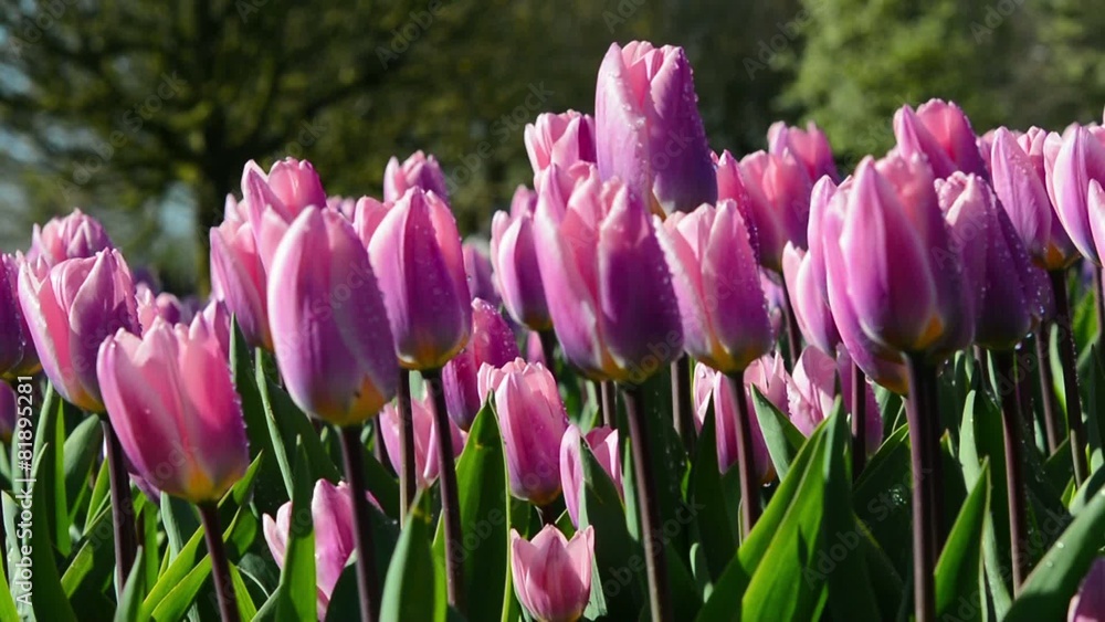 Tulpenfeld in voller Blüte Tulpenfeld in voller Blüte