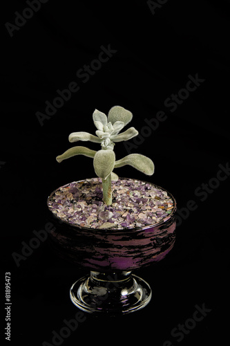 succulent flower in a glass bowl by Charismatique photo