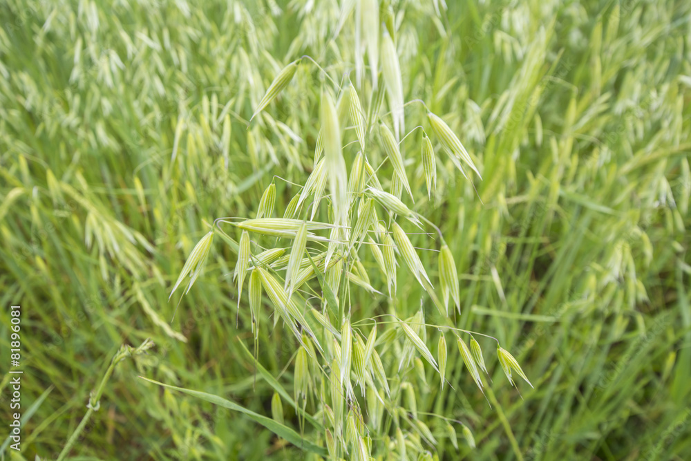 Avena green field Avena green field