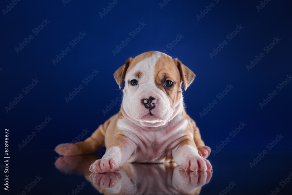 Obraz premium Puppy American Staffordshire Terrier