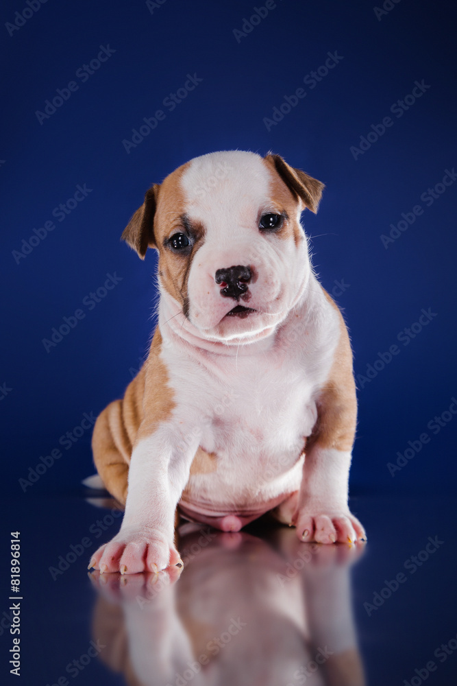 Puppy American Staffordshire Terrier