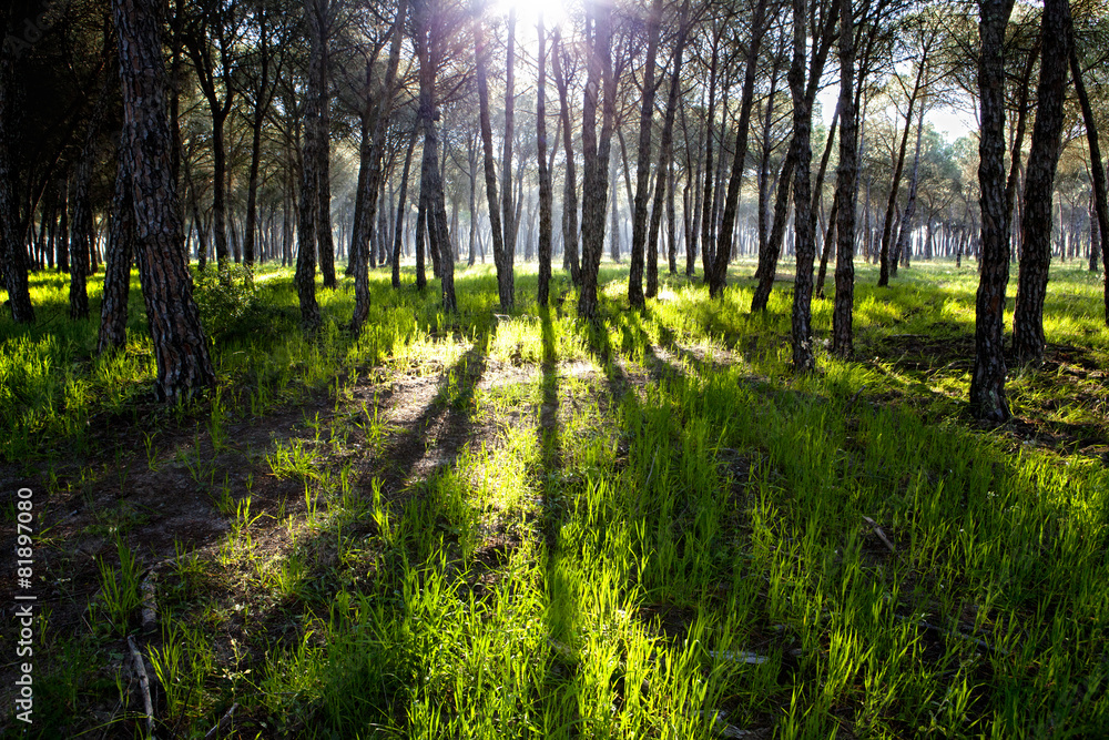 Pine forest at Donana National Park Pine forest at Donana National Park
