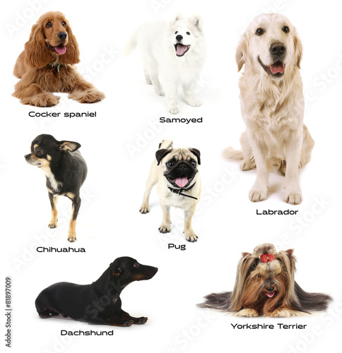 Fototapeta Naklejka Na Ścianę i Meble -  Different breeds of dogs