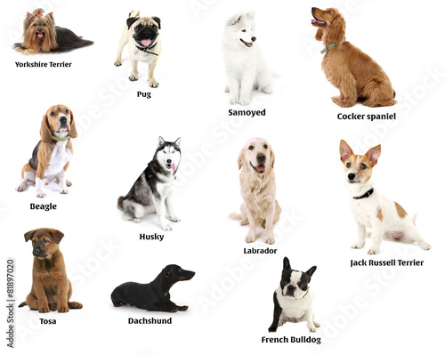 Fototapeta Naklejka Na Ścianę i Meble -  Different breeds of dogs