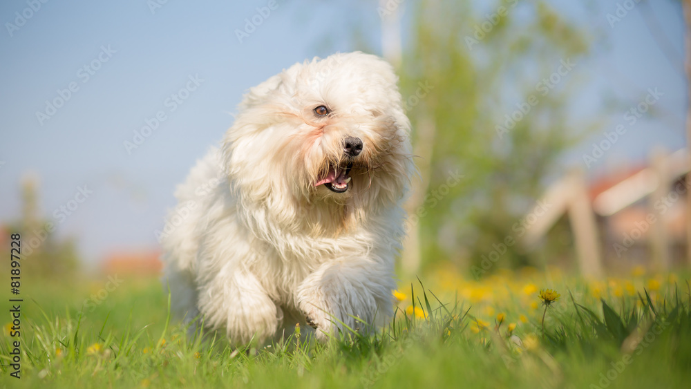 Coton de Tulear running and playing in a meadow Coton de Tulear running and playing in a meadow