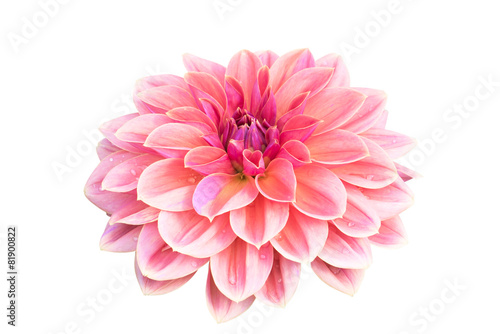 Canvas Print Dahlia flower isolated on white background