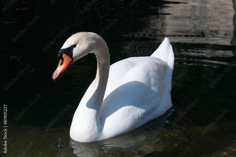 Fototapeta premium Cygne blanc