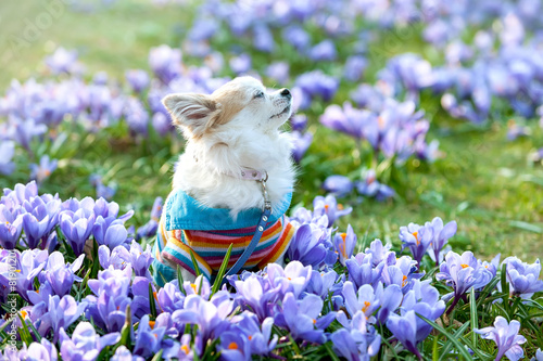 Chihuahua dog dreaming among purple crocus flowers