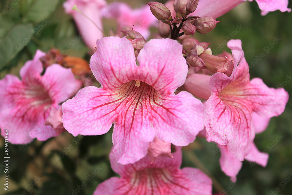 Blossom pink flower Blossom pink flower