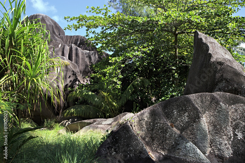 Black granite rocks in the thickets of tropical vegetation.