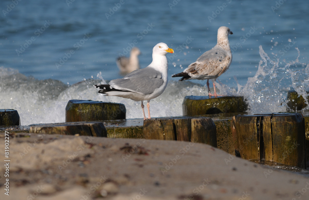Obraz premium Silbermöwen an der Ostsee