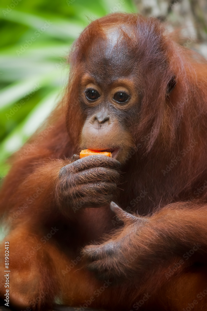 Borneo Orangutan Borneo Orangutan