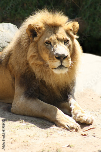 Male Lion