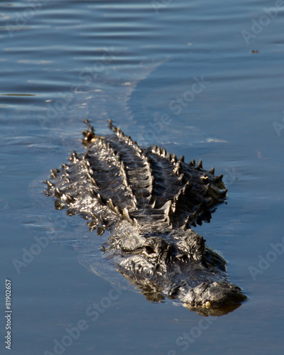 Approach alligator