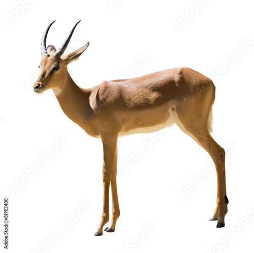 Male impala