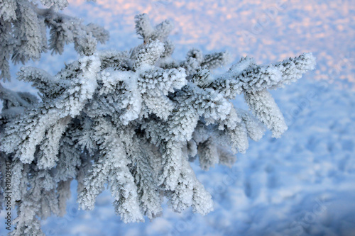 Frosty fir twig at sunset © Светлана Ильева