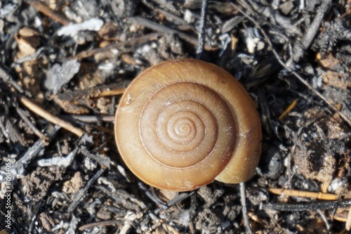 abstract snail shell after grass burn