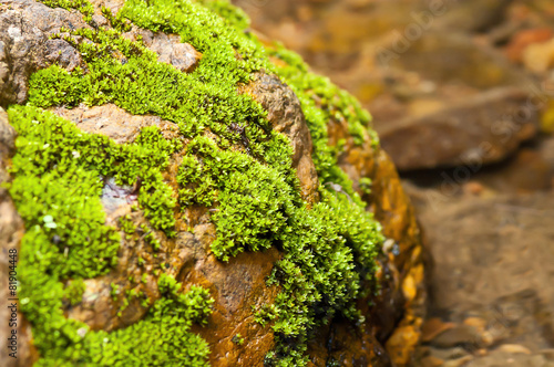 selective focus moss on stone in stream
