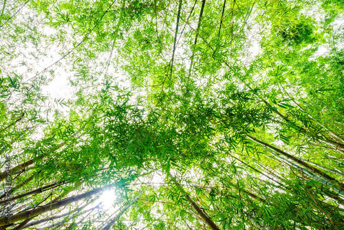 The flourish green Asian bamboo forest with sunlight