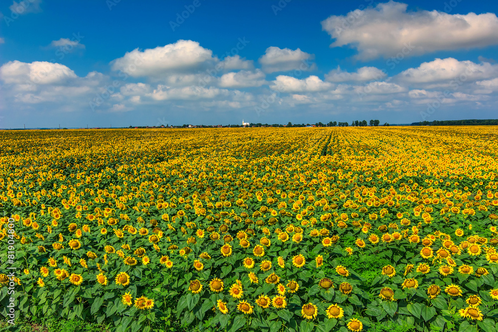 Stunning field of sunflowers,Buzias,Romania,Europe