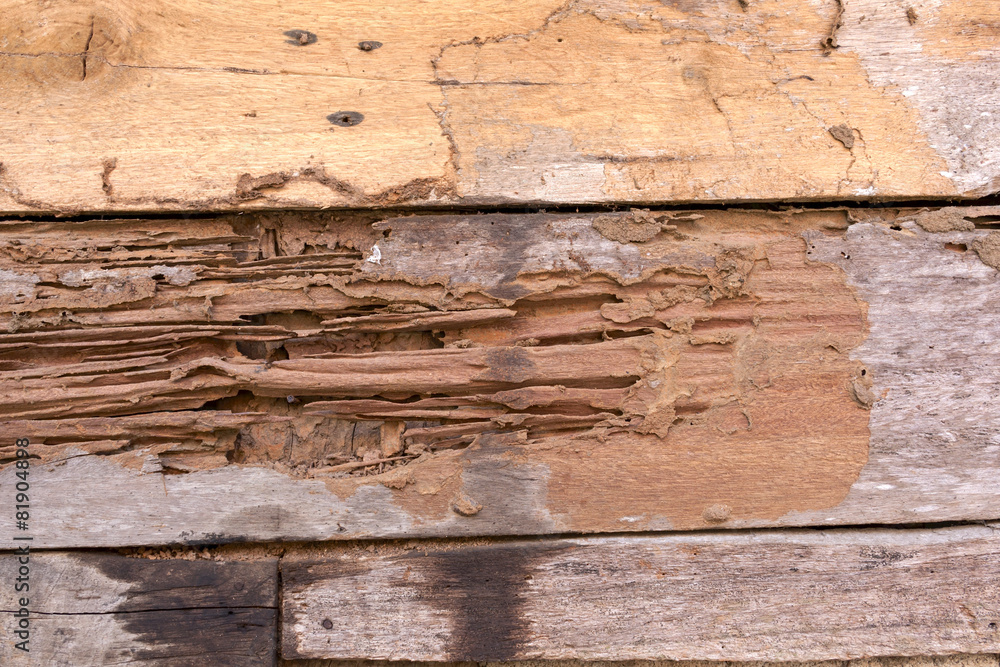 Obraz premium Damage wood wall by termite