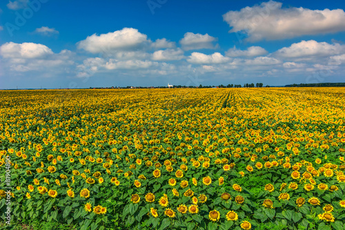 Stunning field of sunflowers,Buzias,Romania,Europe