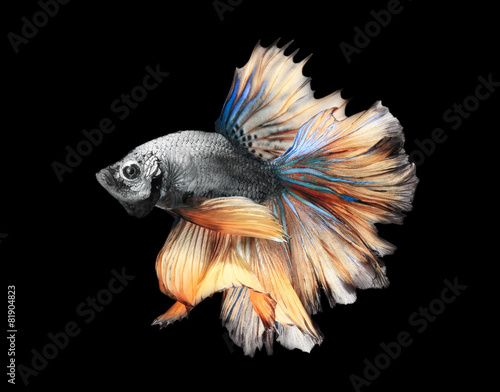 Siamess fighting fish on black background.