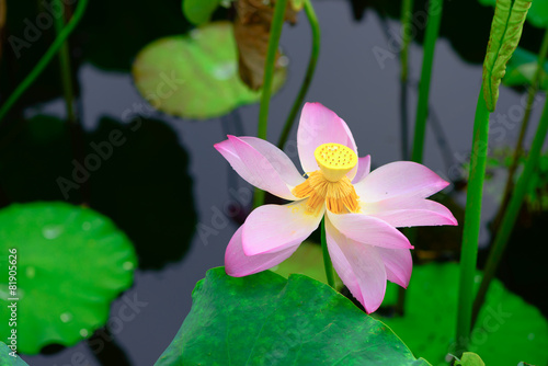 Lotus and lotus ponds